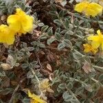 Helianthemum marifolium Blad