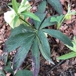 Helleborus viridis Leaf