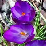 Crocus flavus 花