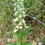 Digitalis lanata Flower