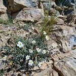 Helianthemum violaceum Hábito