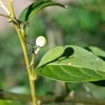 Cestrum nocturnum برگ