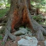 Pinus cembra Φλοιός