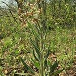 Hesperis tristis Характер