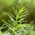 Cryptomeria japonica পাতা