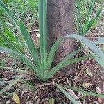 Trimezia coerulea Leaf