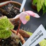 Begonia longiciliata