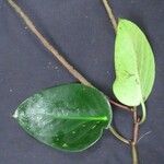 Peperomia maculosa Anders