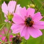 Cosmos bipinnatus Fula