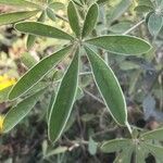 Crotalaria grahamiana Blad