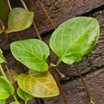 Vinca major Leaf