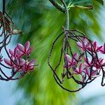 Plumeria rubra Blüte