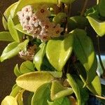 Hoya carnosaFlower