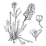Teesdalia coronopifolia Інше