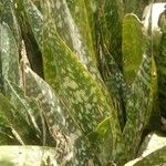 Sansevieria hyacinthoides برگ