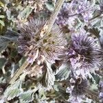 Marrubium supinum Mbuma