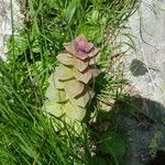 Ajuga pyramidalis Blad