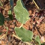 Abronia fragrans Leaf