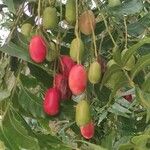 Harpephyllum caffrum Fruit