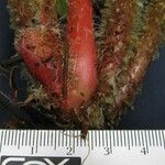 Begonia urophylla Fruit