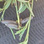 Crotalaria brevidens Fruto