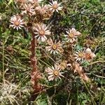 Sempervivum marmoreum Kvet