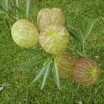 Gomphocarpus physocarpus 花