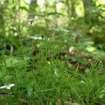 Moehringia muscosa Habit