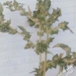 Atriplex rosea Other