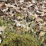 Carex umbrosa Kukka