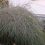 Ephedra distachya Fulla