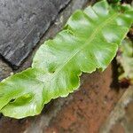 Asplenium scolopendrium Likasa