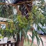 Eucalyptus camaldulensis Blad