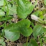 Viola palustris Blad