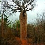 Adansonia za Кора