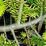 Abies fraseri Rusk