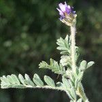 Astragalus echinatus Habit