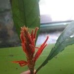 Aphelandra scabra 花