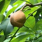 Aesculus pavia Fruit