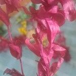 Atriplex hortensis Цвят