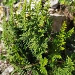 Hemionitis myriophylla Leaf