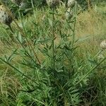 Centaurea collina Blad