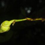 Anonidium floribundum Flor