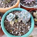 Echeveria laui ഇല