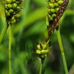 Carex hostiana Φρούτο