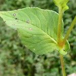 Persicaria nepalensis Frunză