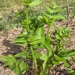 Sium sisarum Hoja