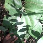 Cola cordifolia Leaf