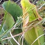 Sarracenia purpurea Lehti