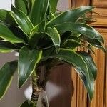 Dracaena fragransHostoa